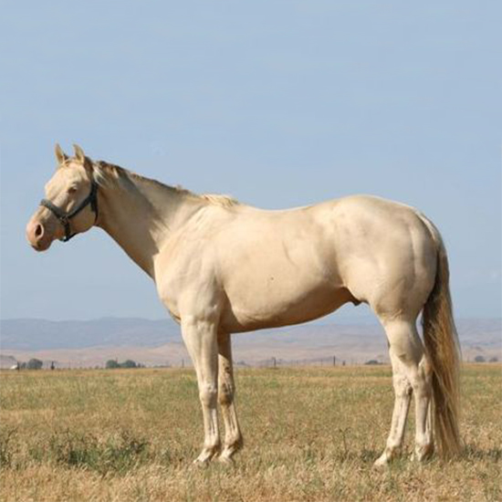 fhourse8_zoom