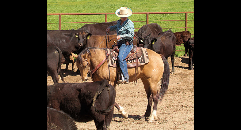 Pairing Up Calves