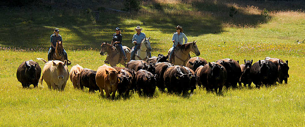 cattledrivesbanner