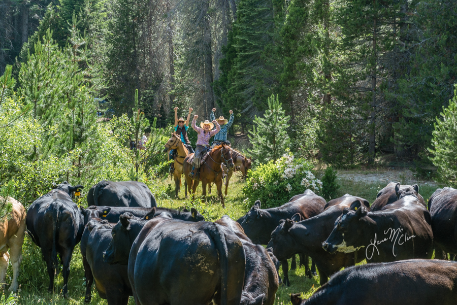 cows