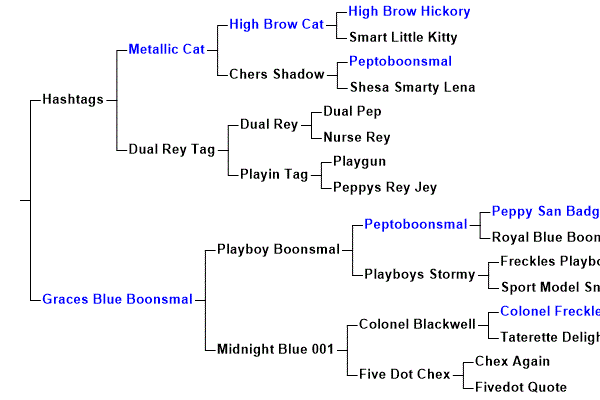 Hashtags Blue Boon Pedigree